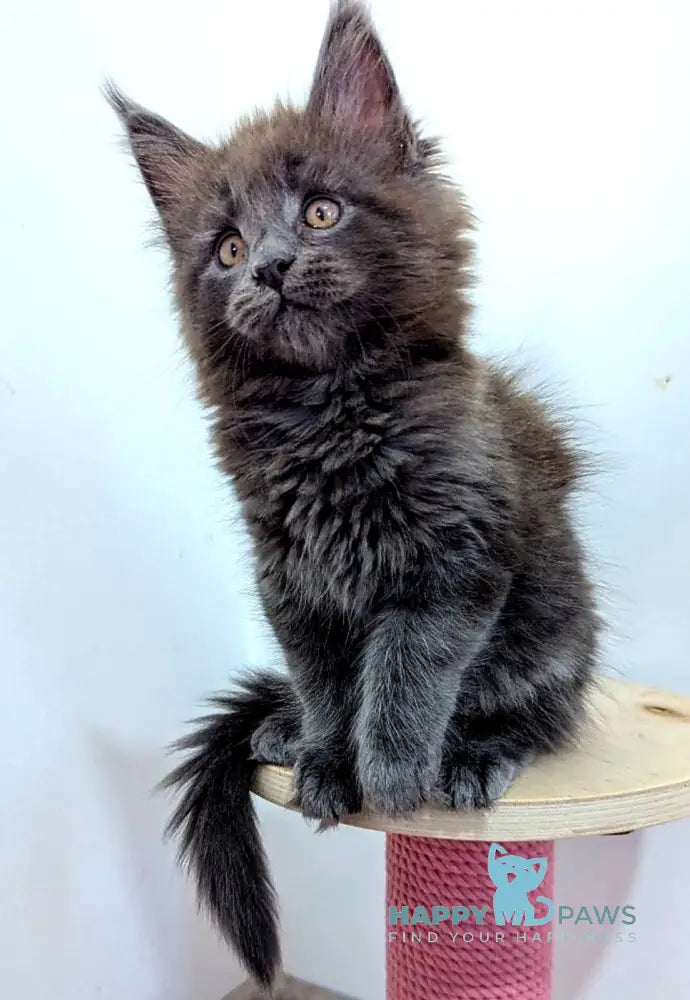 Cеlesta Maine Coon female blue live animals