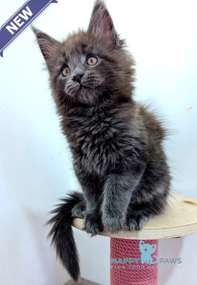 Cеlesta Maine Coon female blue live animals