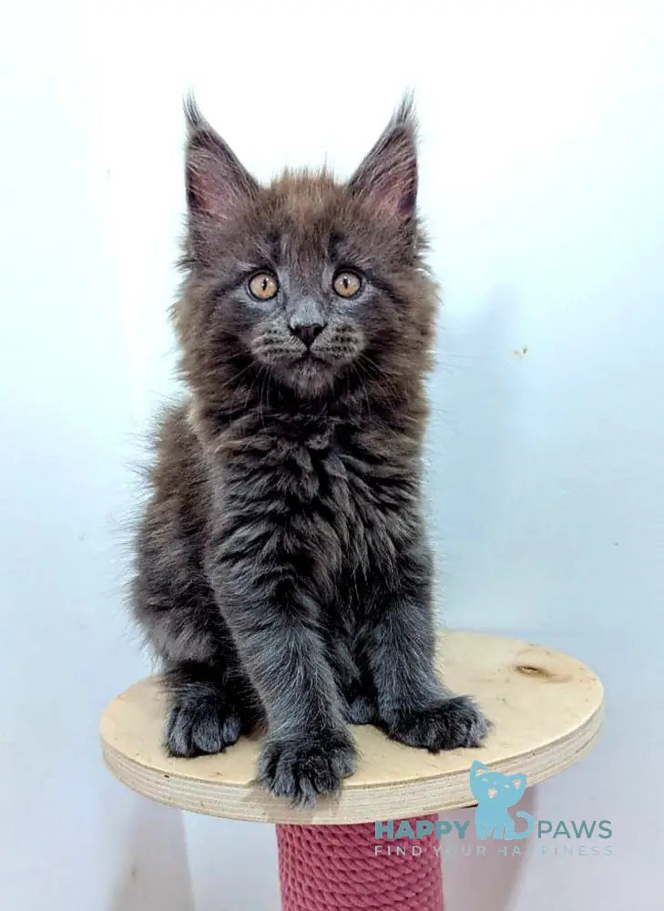 Cеlesta Maine Coon female blue live animals