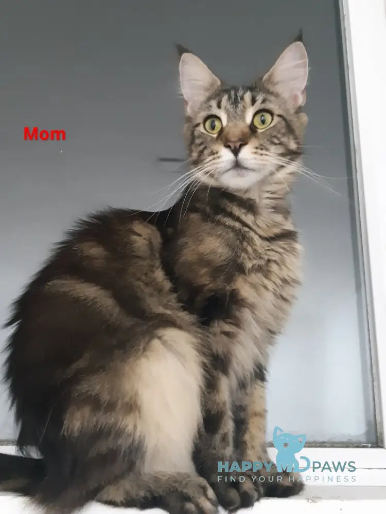 Cеlesta Maine Coon female blue live animals