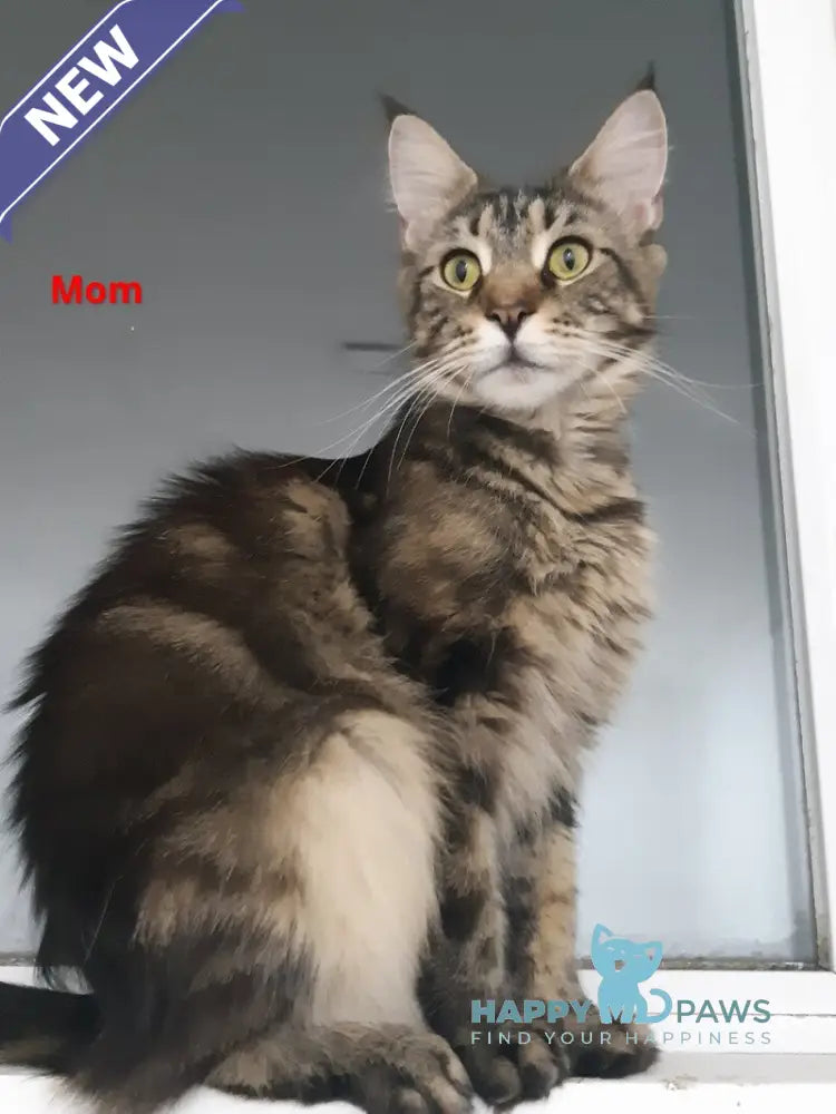 Cеlesta Maine Coon female blue live animals