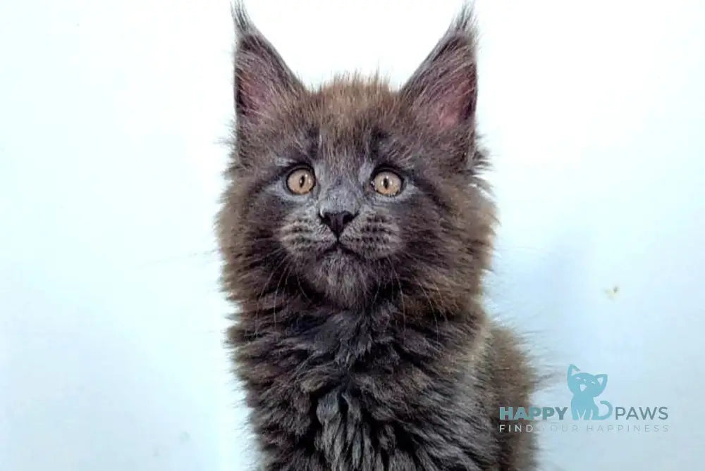 Cеlesta Maine Coon female blue live animals