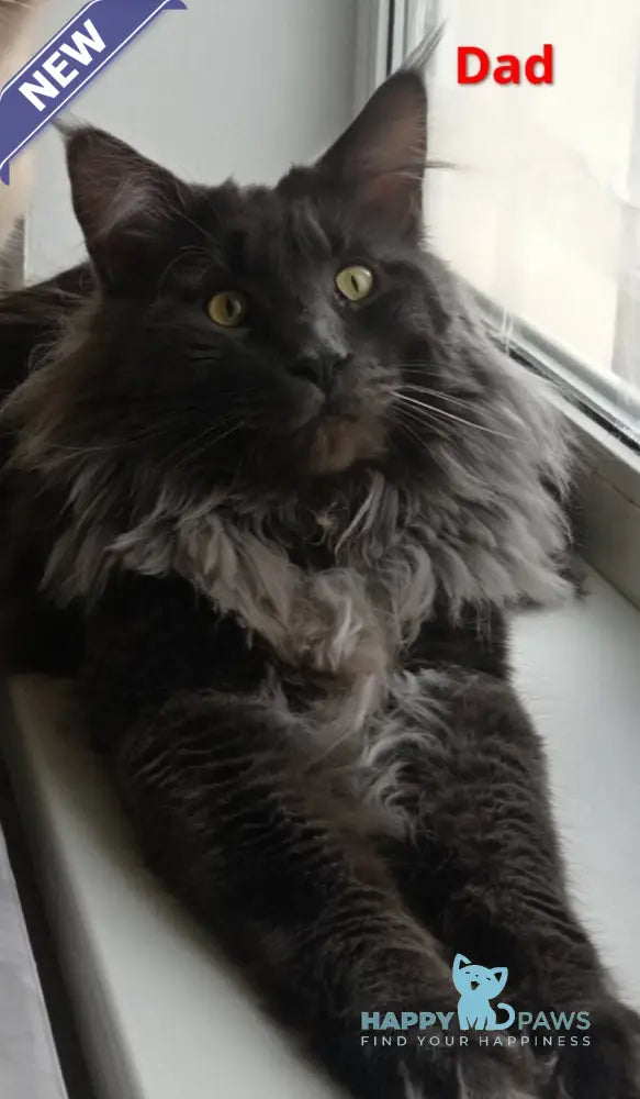 Cеlesta Maine Coon female blue live animals
