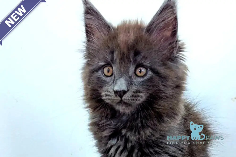 Cеlesta Maine Coon female blue live animals