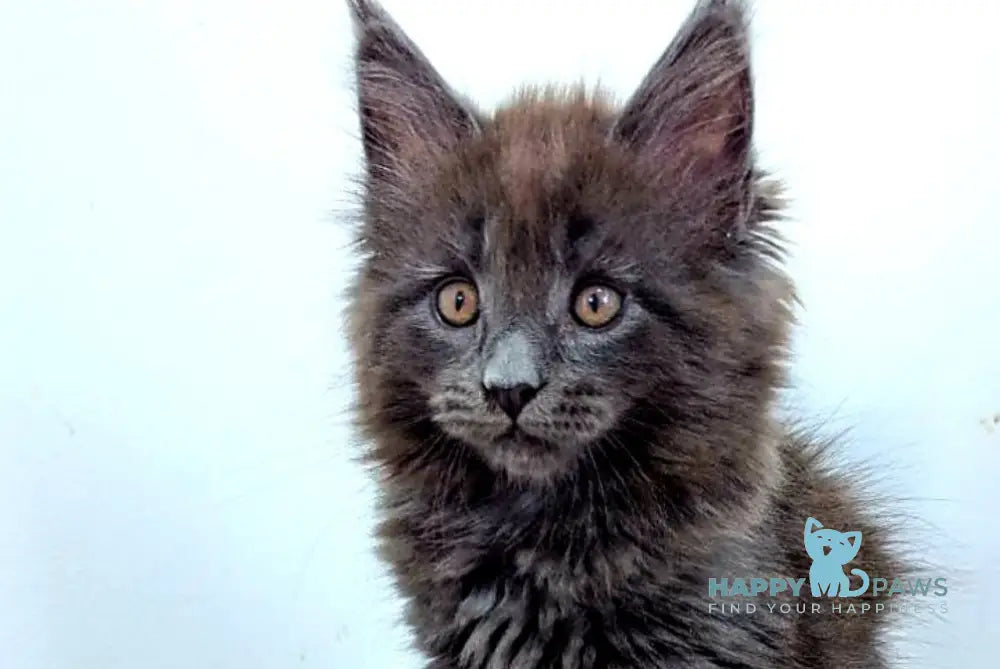 Cеlesta Maine Coon female blue live animals
