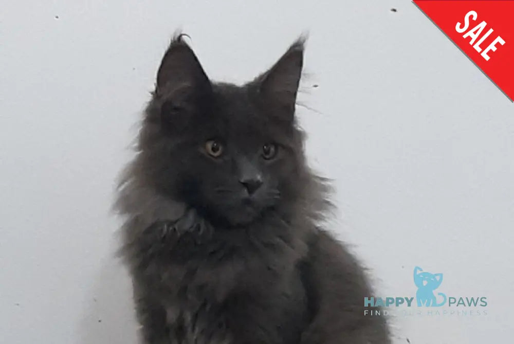Cеlesta Maine Coon female blue live animals