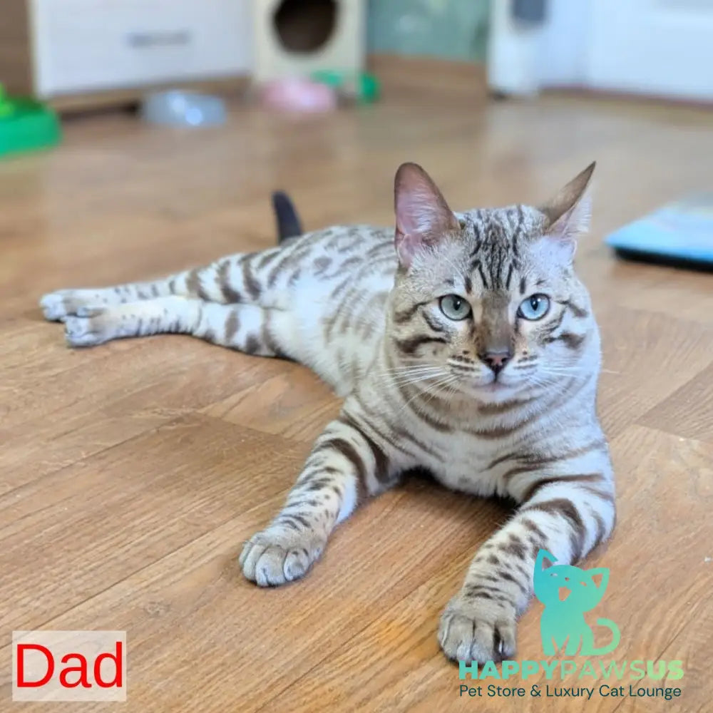 Celeste Bengal female black silver spotted tabby pointed - live animals