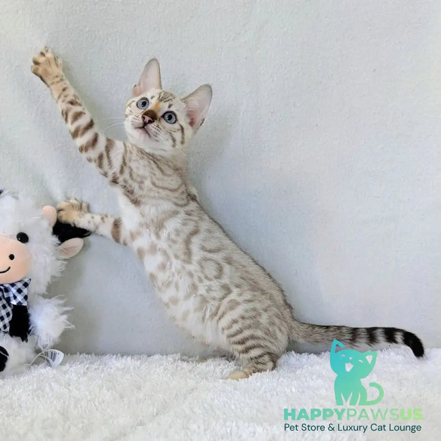 Celeste Bengal female black silver spotted tabby pointed - live animals