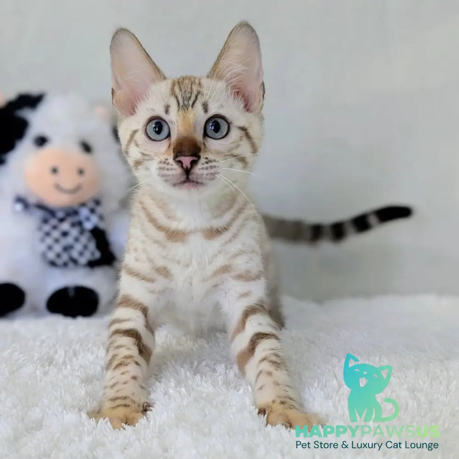 Celeste Bengal female black silver spotted tabby pointed - live animals