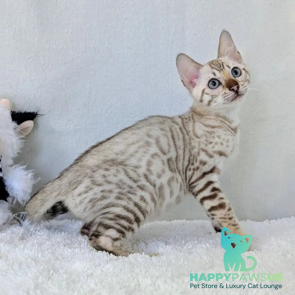Celeste Bengal female black silver spotted tabby pointed - live animals
