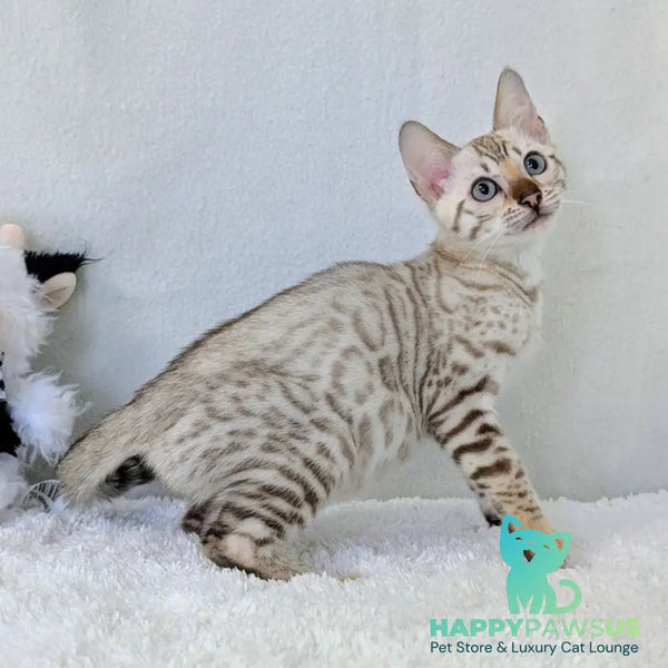 Celeste Bengal female black silver spotted tabby pointed - live animals