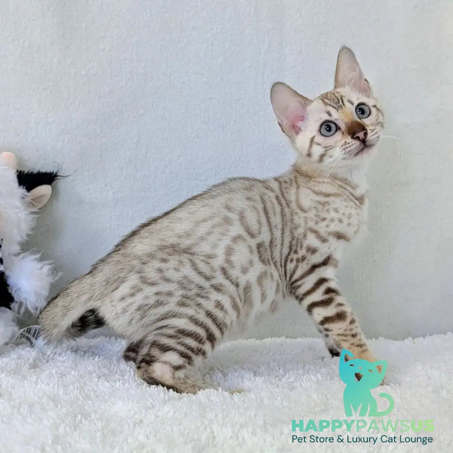 Celeste Bengal female black silver spotted tabby pointed - live animals