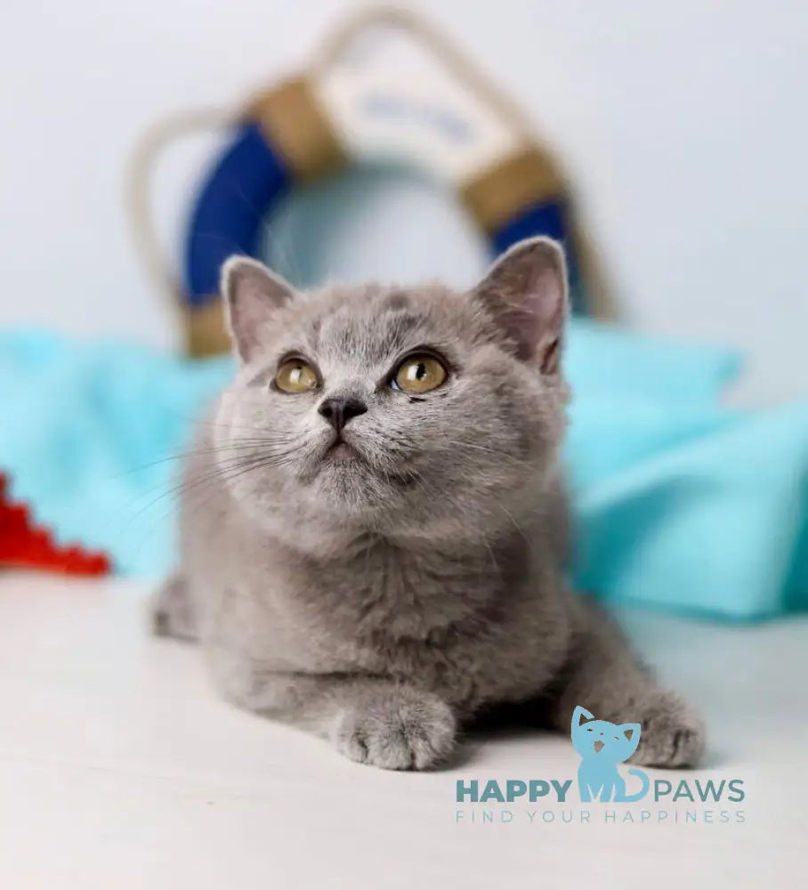 Celeste British Shorthair female blue live animals