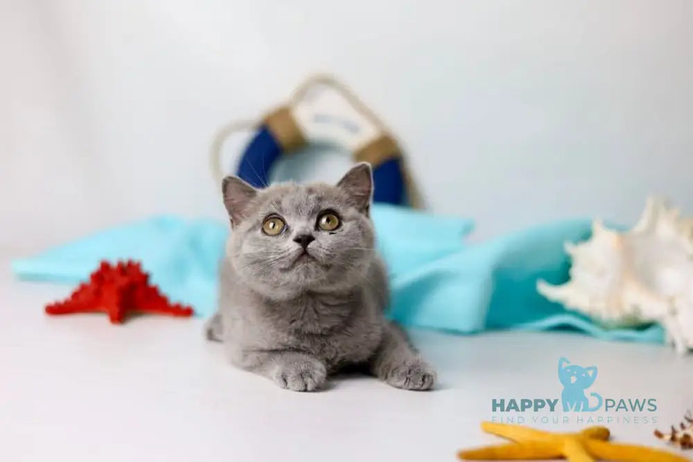 Celeste British Shorthair female blue live animals
