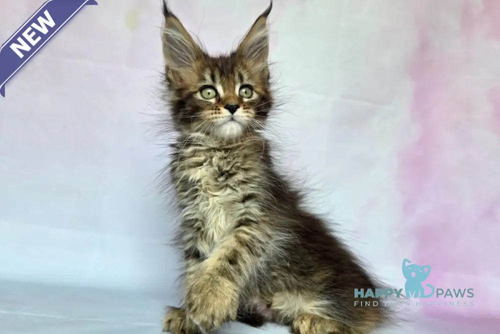 Celestia Maine Coon female black tortie ticked tabby live animals
