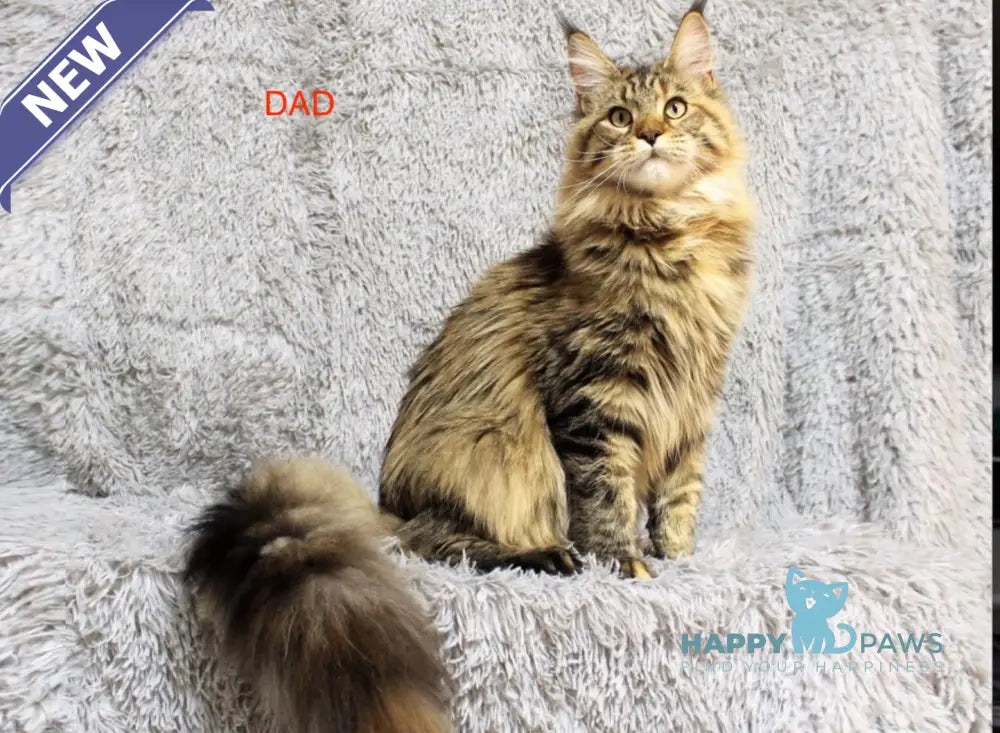 Celestia Maine Coon female black tortie ticked tabby live animals