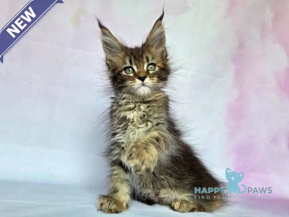 Celestia Maine Coon female black tortie ticked tabby live animals