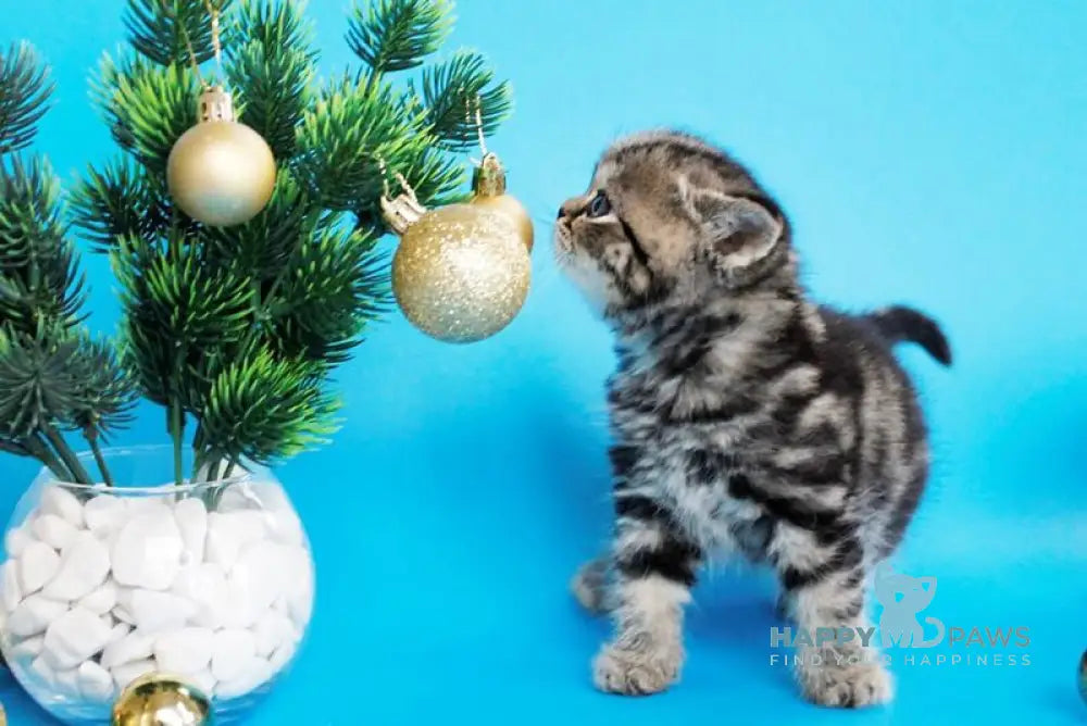 Celin British Shorthair female black tabby live animals