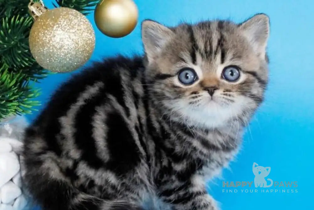 Celin British Shorthair female black tabby live animals