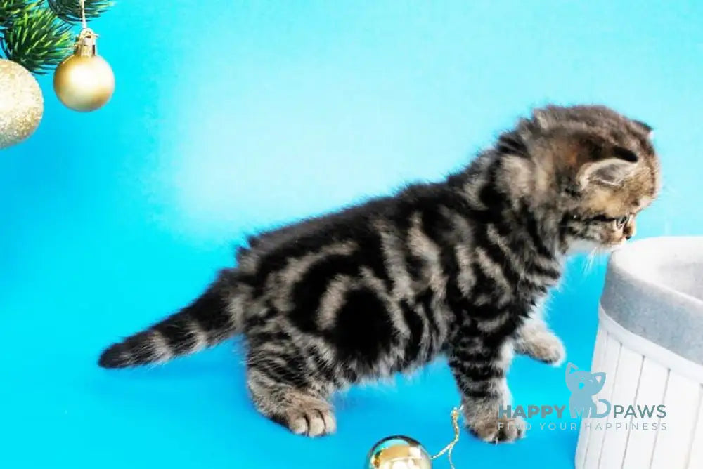 Celin British Shorthair female black tabby live animals