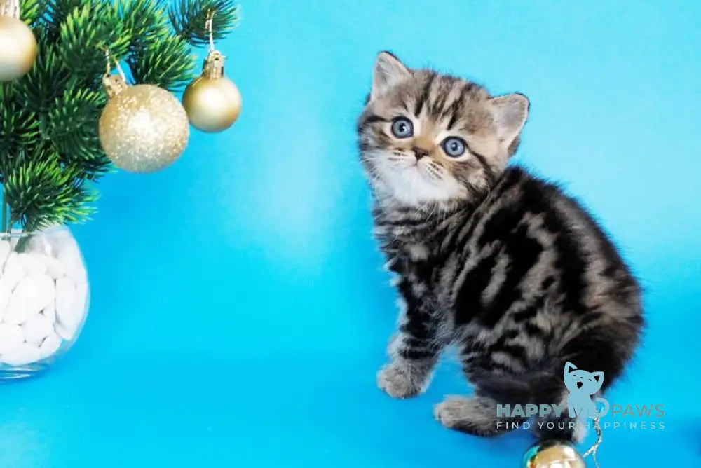 Celin British Shorthair female black tabby live animals