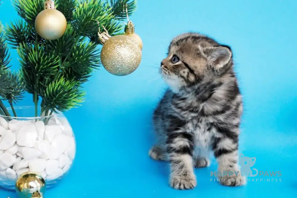 Celin British Shorthair female black tabby live animals