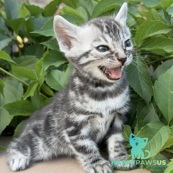 Celine Bengal female black silver spotted tabby - live animals