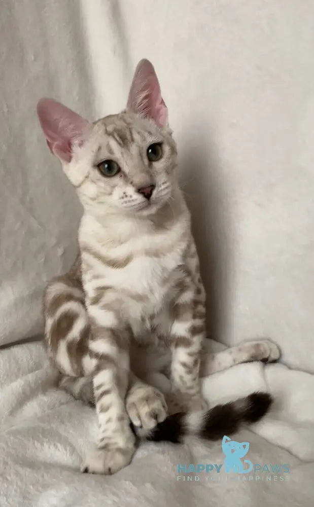 Celine Bengal female black silver spotted tabby pointed live animals