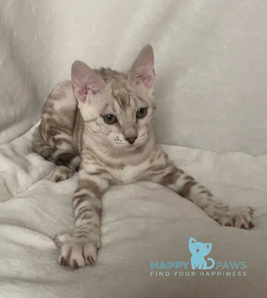 Celine Bengal female black silver spotted tabby pointed live animals