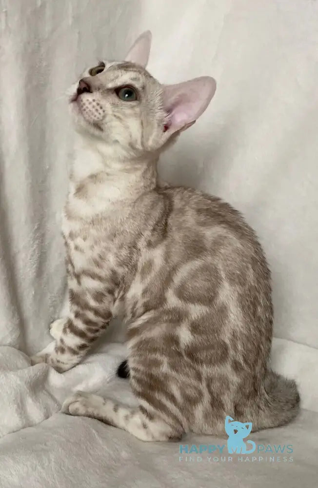 Celine Bengal female black silver spotted tabby pointed live animals