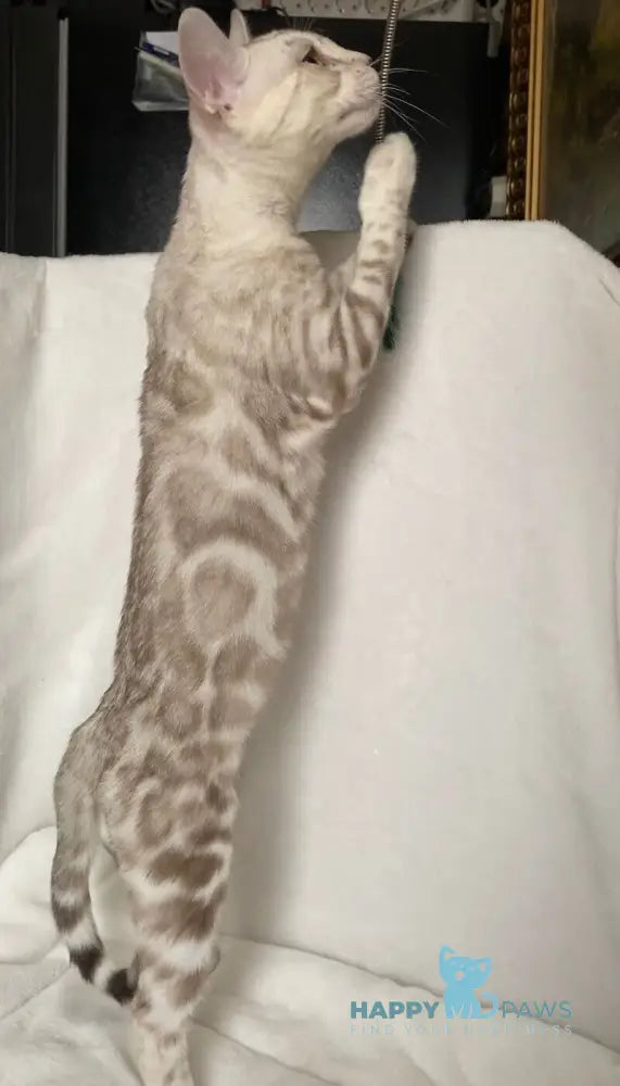 Celine Bengal female black silver spotted tabby pointed live animals