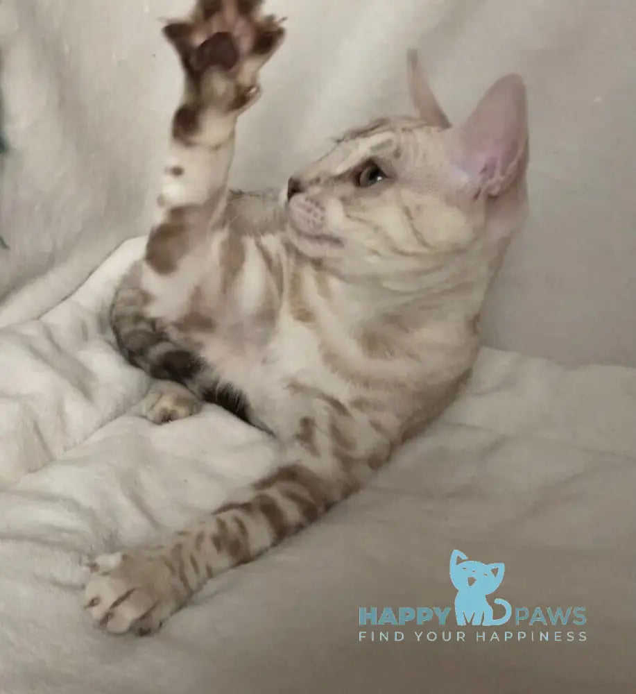 Celine Bengal female black silver spotted tabby pointed live animals