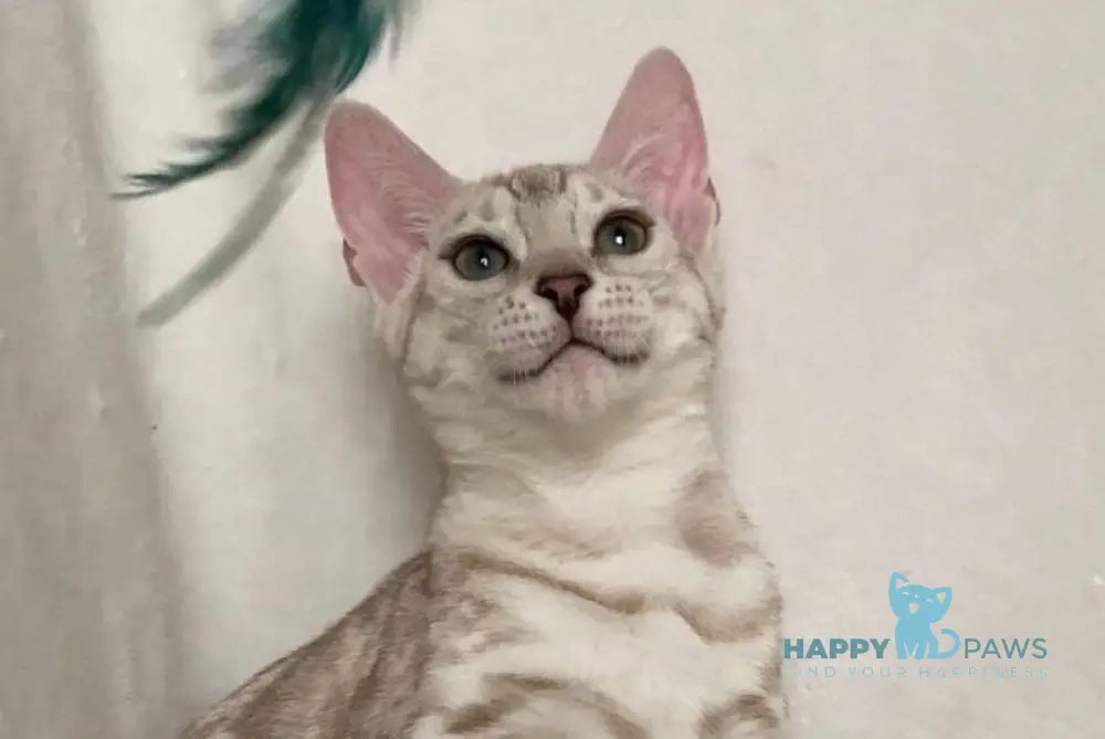 Celine Bengal female black silver spotted tabby pointed live animals