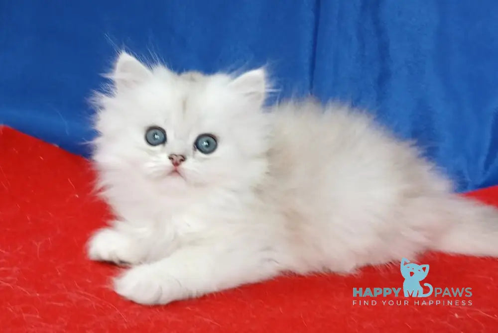 Celine British Longhair female black silver shaded live animals