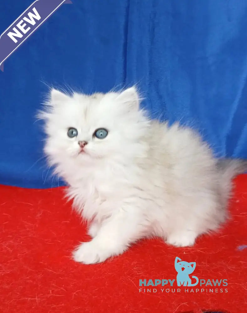 Celine British Longhair female black silver shaded live animals