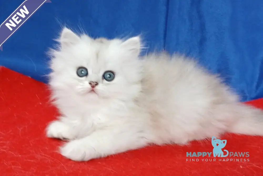 Celine British Longhair female black silver shaded live animals