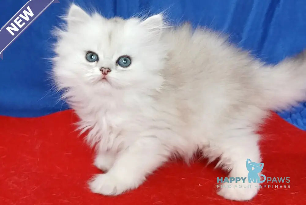 Celine British Longhair female black silver shaded live animals