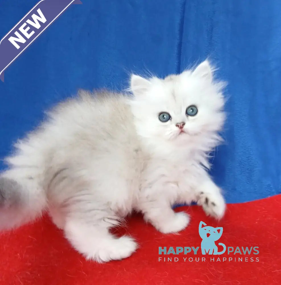 Celine British Longhair female black silver shaded live animals
