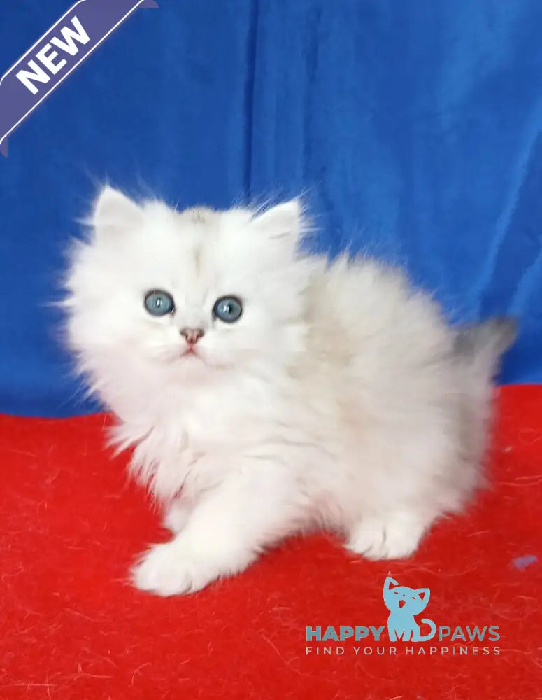 Celine British Longhair female black silver shaded live animals