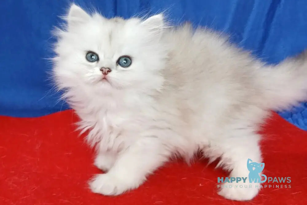 Celine British Longhair female black silver shaded live animals
