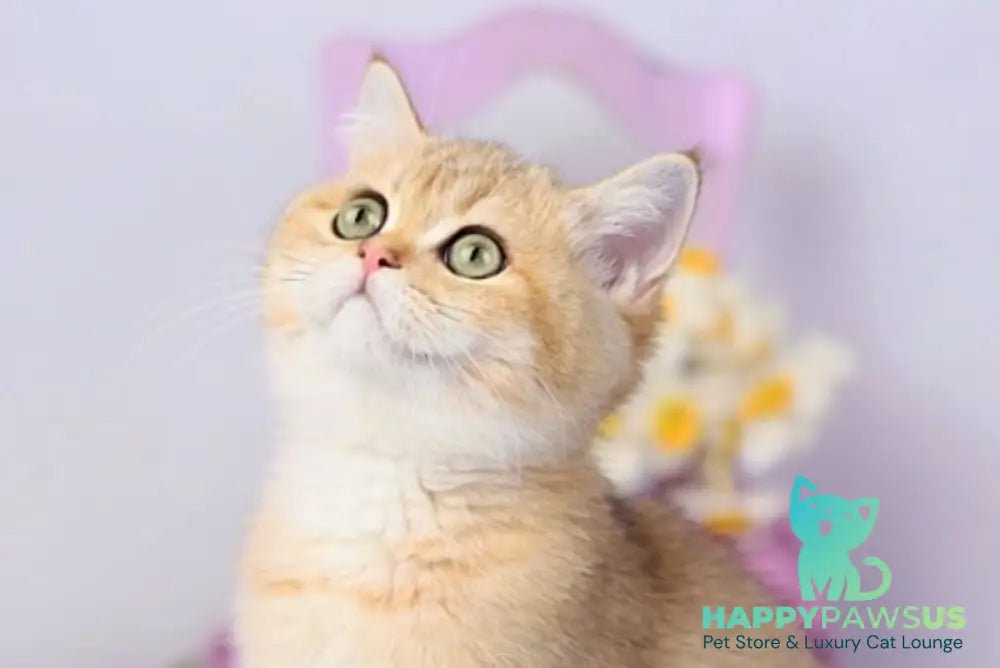 Celine British Shorthair female black golden shaded live animals