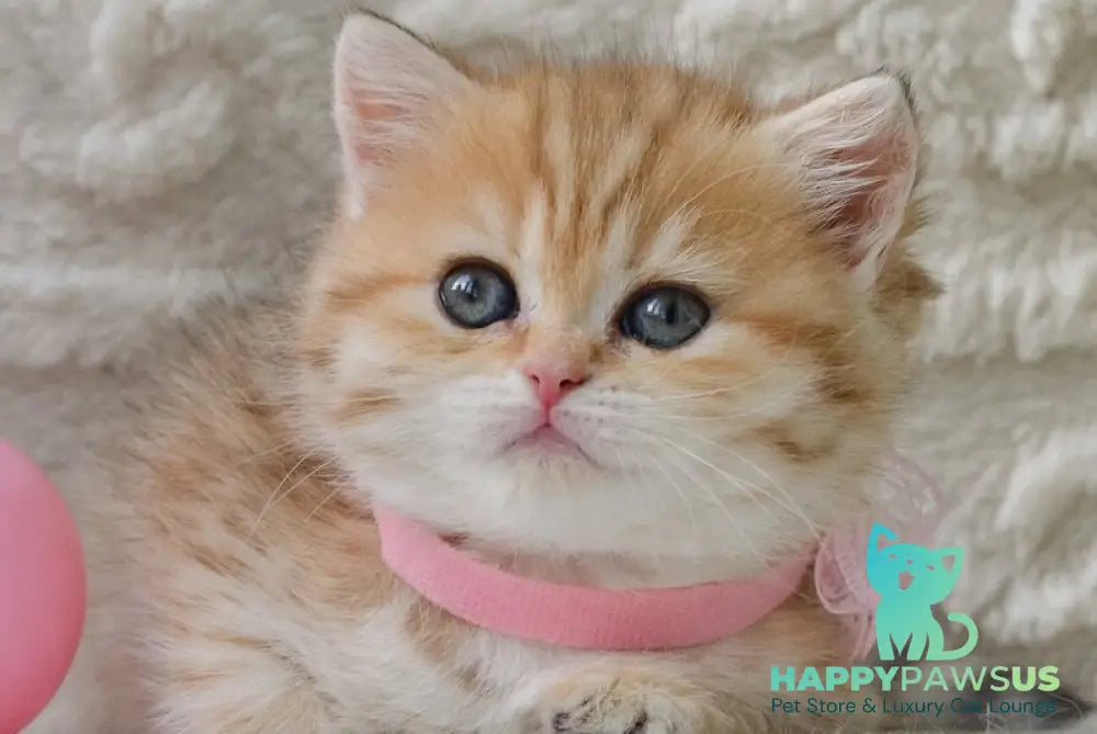 Celine British Shorthair female black golden spotted tabby - live animals