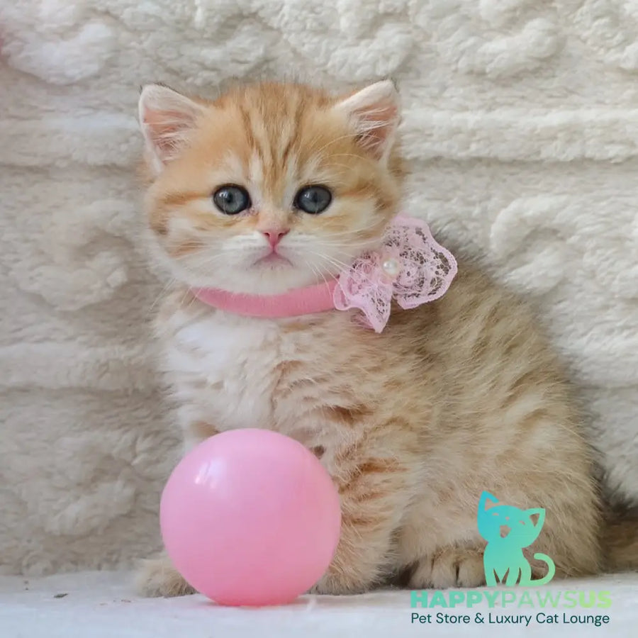 Celine British Shorthair female black golden spotted tabby - live animals