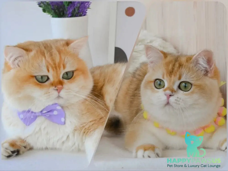 Celine British Shorthair female black golden spotted tabby - live animals