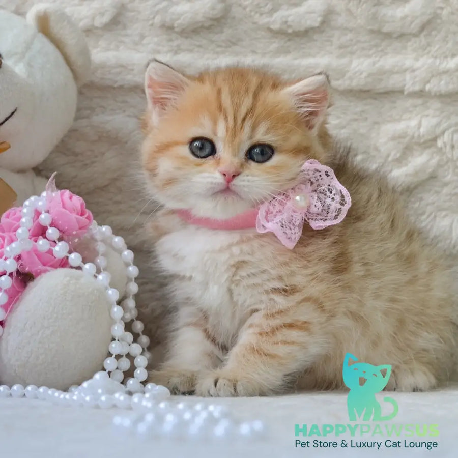 Celine British Shorthair female black golden spotted tabby - live animals