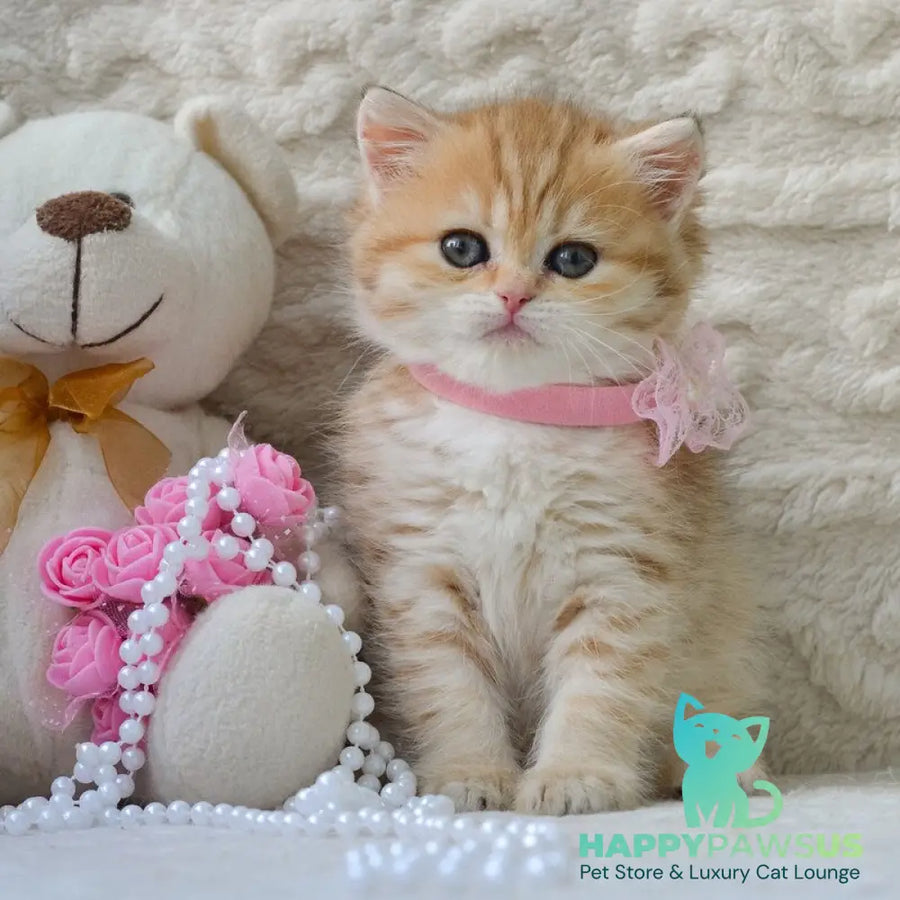 Celine British Shorthair female black golden spotted tabby - live animals