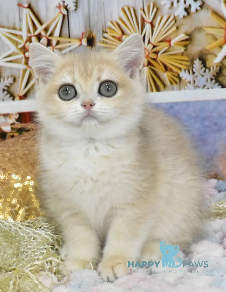Celine British Shorthair Female Blue Golden Chinchilla Live Animals