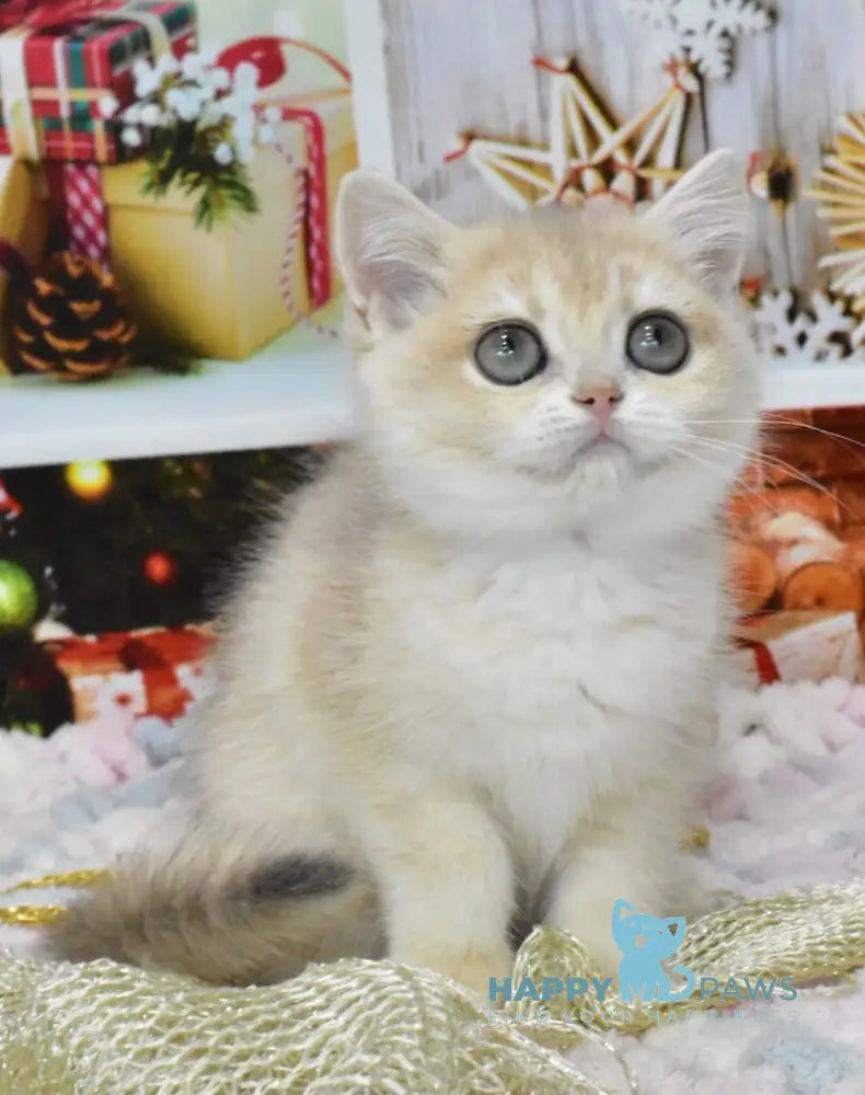 Celine British Shorthair Female Blue Golden Chinchilla Live Animals