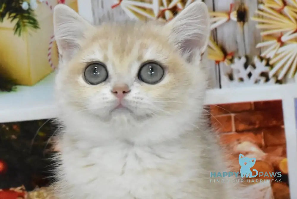 Celine British Shorthair Female Blue Golden Chinchilla Live Animals