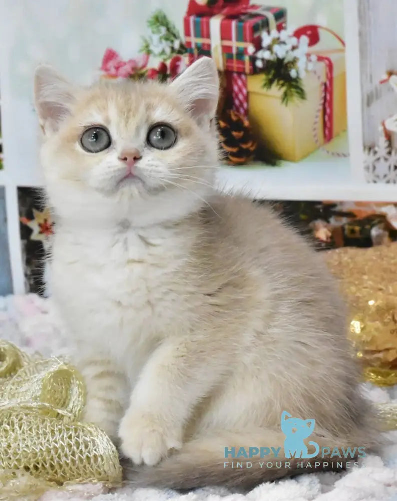 Celine British Shorthair Female Blue Golden Chinchilla Live Animals